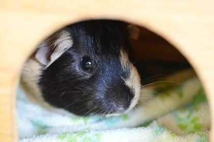 Adopt Copper C17 a White Guinea Pig / Guinea Pig / Mixed small animal in