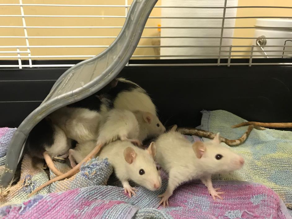 Adopt Gouda a Rat