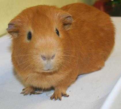 Adopt Nugget a Tan or Beige Guinea Pig / Guinea Pig / Mixed small animal in