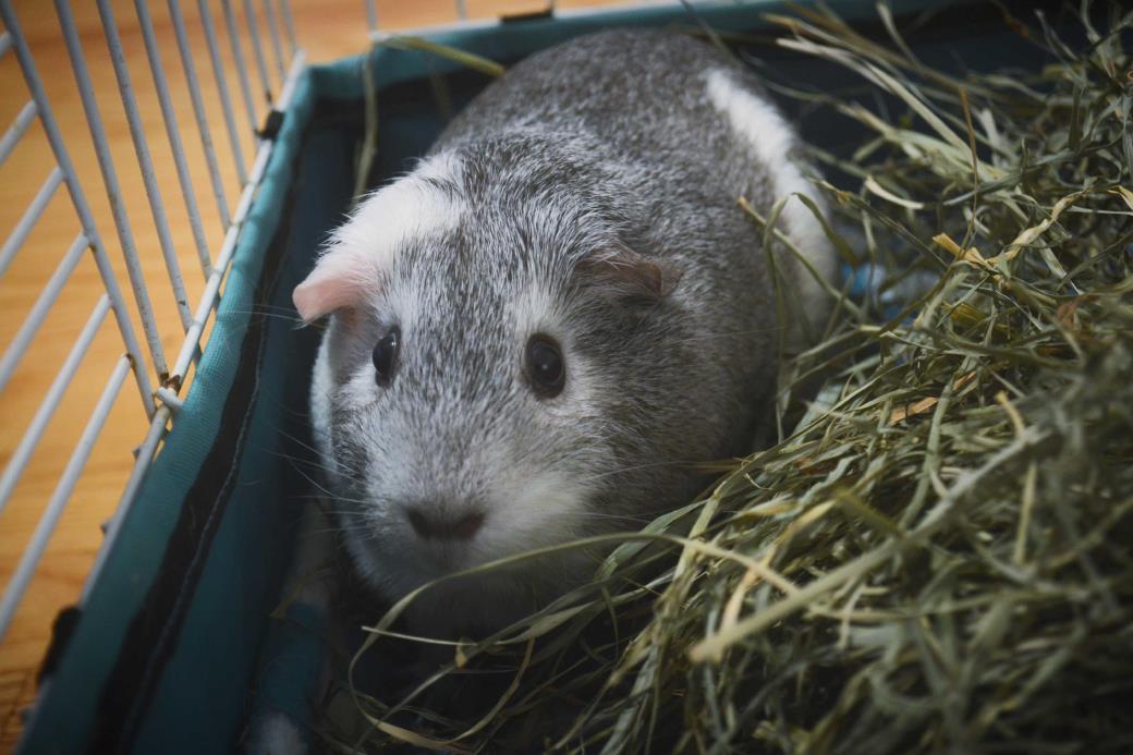 Adopt Luna a Silver or Gray Guinea Pig (short coat) small animal in Grand