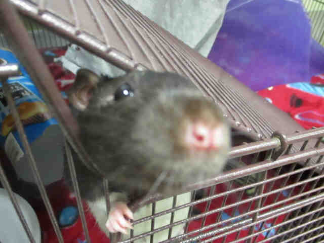 Adopt OSCAR a Rat