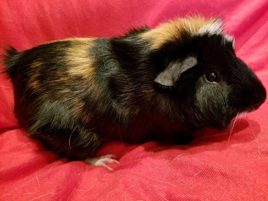 Adopt Jack a Guinea Pig, Abyssinian