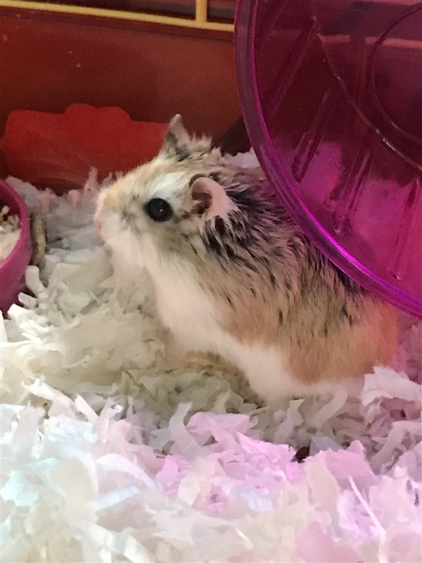 Adopt Hammy a Hamster