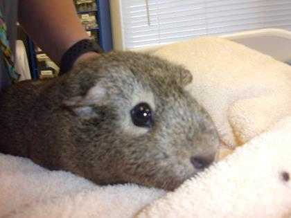 Adopt Louise a Brown or Chocolate Guinea Pig / Guinea Pig / Mixed small animal