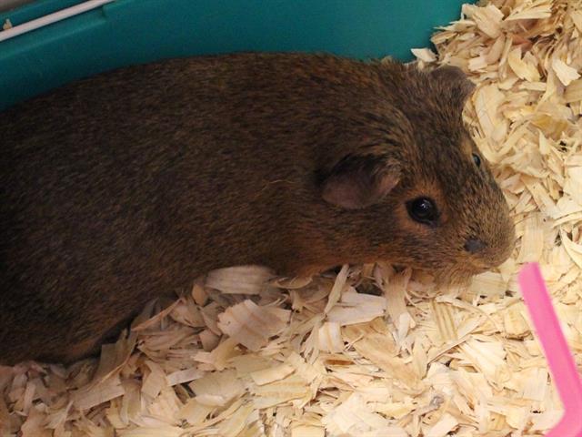 Adopt MR. FEISTY a Guinea Pig