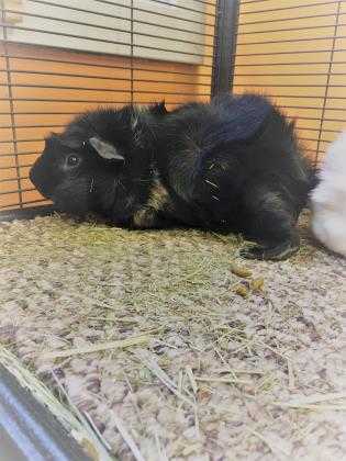 Adopt Felix a Black Guinea Pig / Mixed small animal in Worcester, MA (20533762)