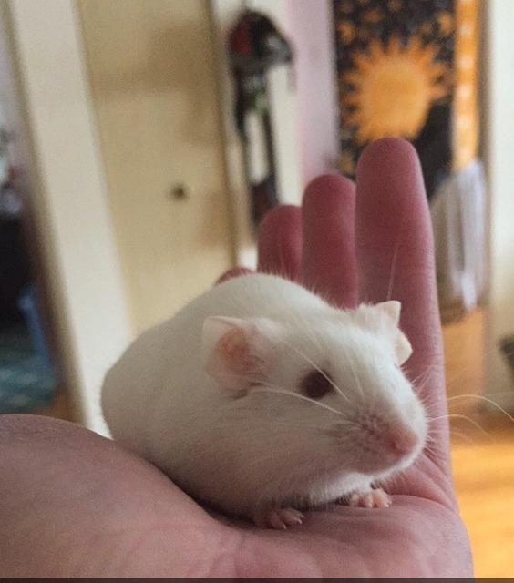 Adopt Cujo a Mouse