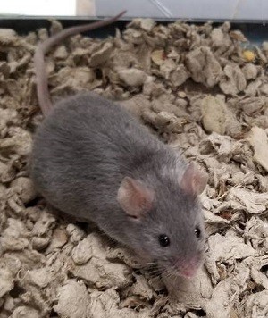 Adopt Landon a Mouse small animal in Canon City, CO (24248500)