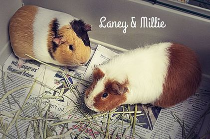 Adopt Laney a Guinea Pig