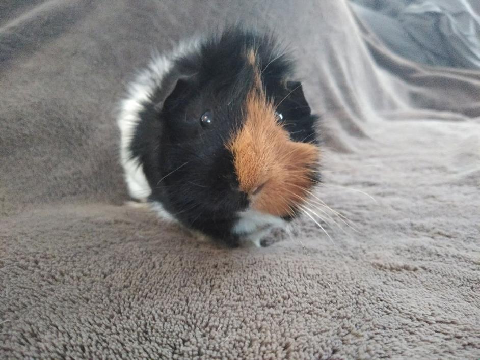 Adopt Samore' a Multi Guinea Pig small animal in Warren, MI (24638709)