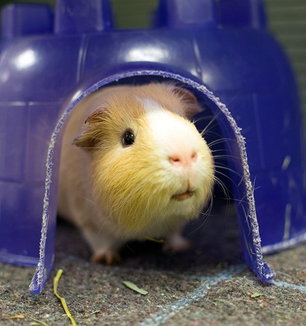 Adopt Higgins (mcas) a Guinea Pig small animal in Troutdale, OR (24635783)