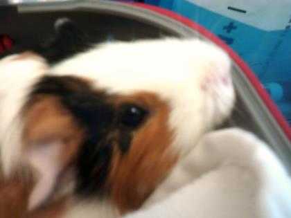Adopt Tigerlily a Tan or Beige Guinea Pig / Guinea Pig / Mixed small animal in