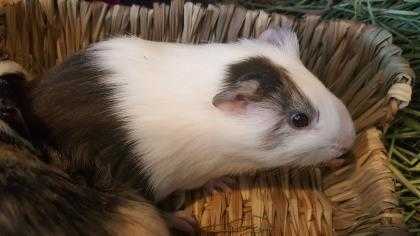 Adopt Chip a Silver or Gray Guinea Pig / Guinea Pig / Mixed small animal in