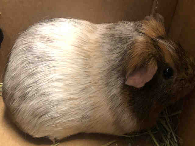 Adopt STORMY a Silver or Gray Guinea Pig / Mixed small animal in Upper Marlboro