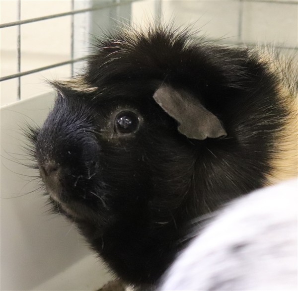 Adopt Cream a Guinea Pig small animal in Sioux City, IA (25011500)