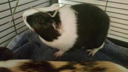 Adopt Dice a Black Guinea Pig / Guinea Pig / Mixed small animal in Westport