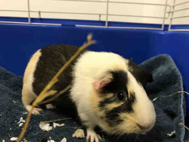 Adopt ROSIE a White Guinea Pig / Mixed small animal in Brewster, MA (24633045)
