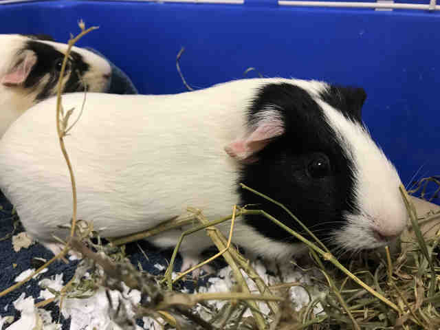 Adopt NIBBLES a White Guinea Pig / Mixed small animal in Brewster, MA (24633051)