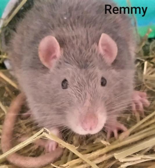 Adopt Remmy a Rat
