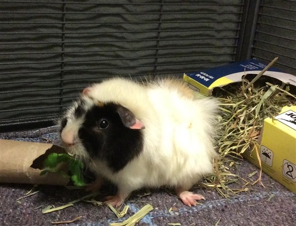 Adopt Potate (mcas) a Guinea Pig (medium coat) small animal in Troutdale