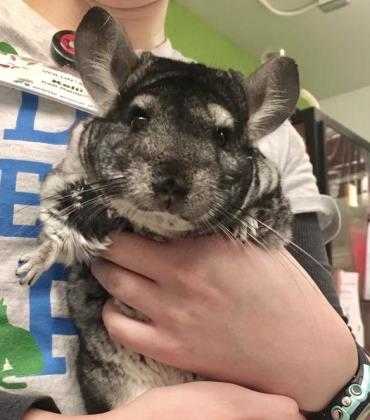 Adopt Pikachu a Silver or Gray Chinchilla / Mixed small animal in Seattle