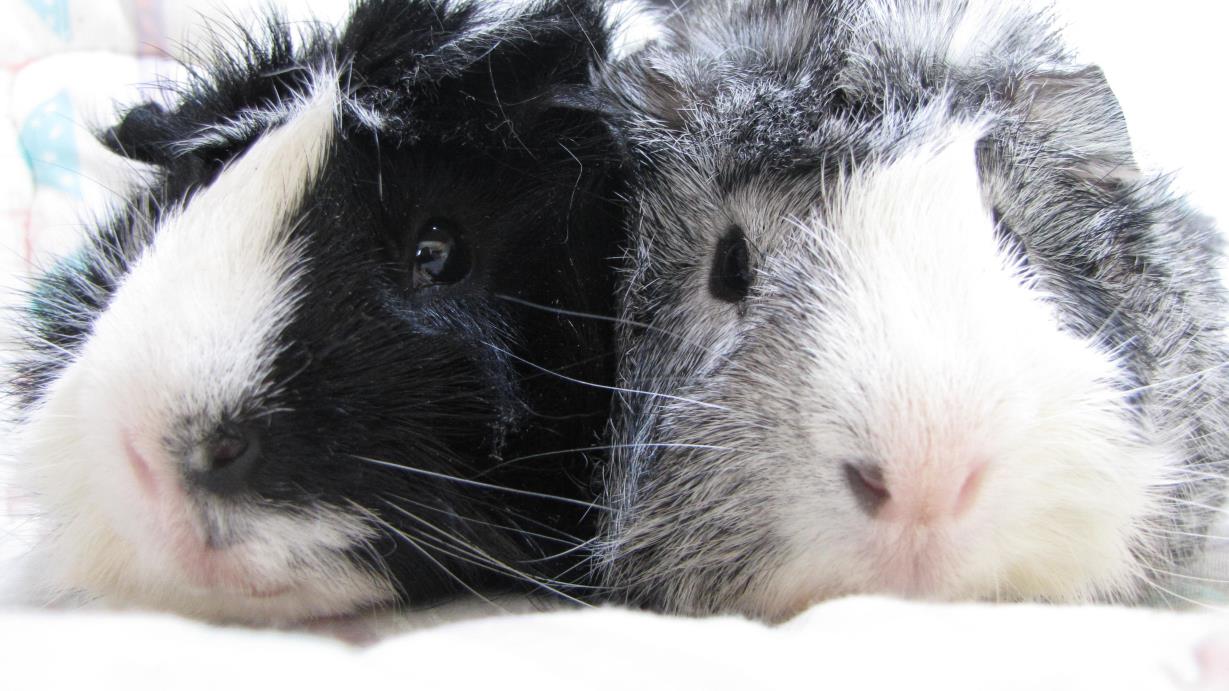 Adopt No Names Yet a Multi Guinea Pig (long coat) small animal in Warren