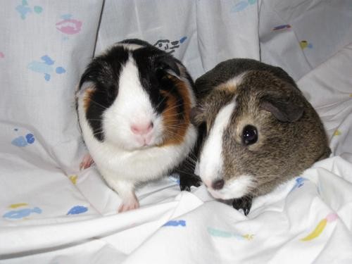 Adopt Stormi and Chestnut a Multi Guinea Pig (short coat) small animal in