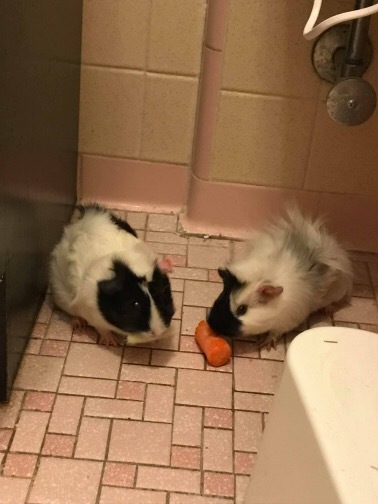 Adopt Millie and Teddy ***bonded pair*** a Guinea Pig