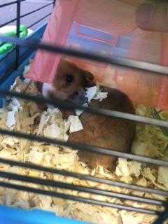 Adopt Chuck Norris a Orange Hamster / Hamster / Mixed small animal in Largo