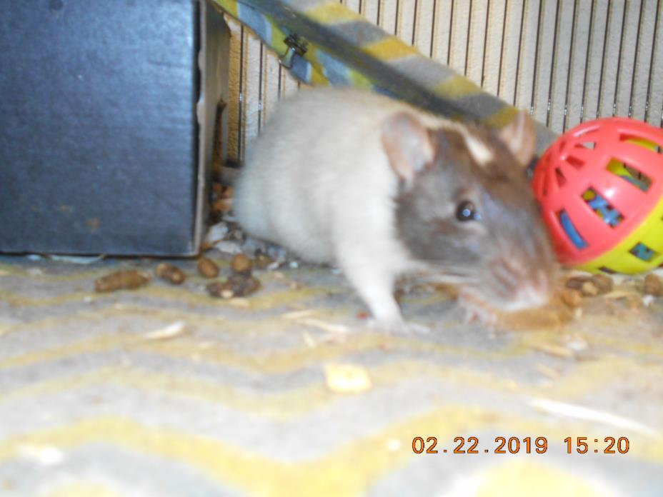 Adopt Cha Cha a Rat