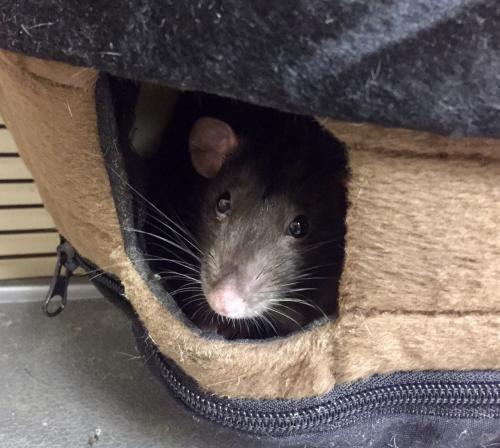 Adopt 1801-1581 and 1801-1582 Lydia and Wednesday a Rat