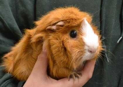 Adopt Clover a Tan or Beige Guinea Pig / Guinea Pig / Mixed small animal in