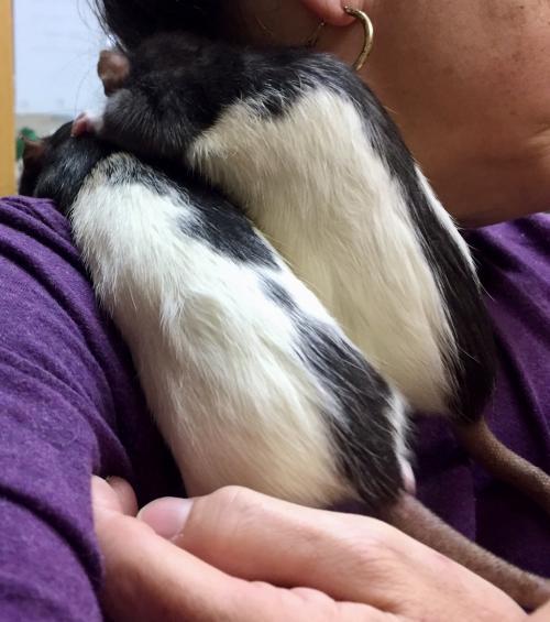 Adopt 1801-1583 and 1801-1584 Elle and Vera a Rat