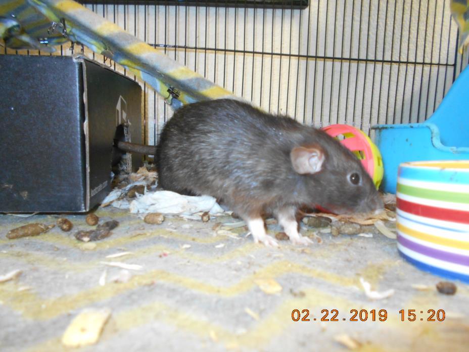 Adopt Harvey a Rat