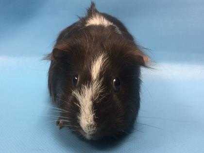 Adopt Lucky a Brown or Chocolate Guinea Pig / Mixed small animal in Woodbury