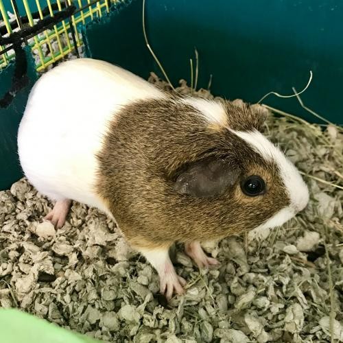 Adopt Rosey a White Guinea Pig (short coat) small animal in Burlingame