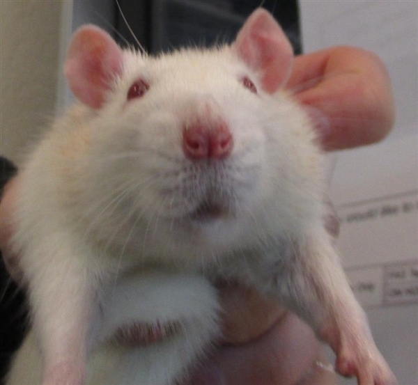 Adopt Margaret a Rat