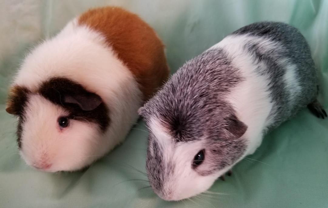 Adopt Daisy and Rosie a Guinea Pig