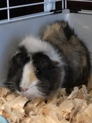 Adopt 40814527 a Guinea Pig