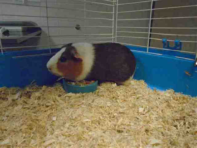 Adopt CHARLIE a Guinea Pig