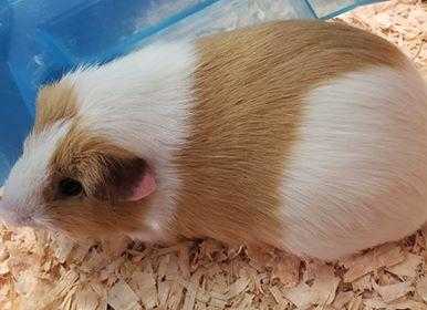 Adopt Pablo a Tan or Beige Guinea Pig / Guinea Pig / Mixed small animal in