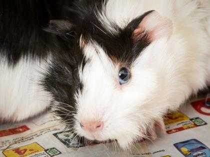 Adopt Lefty a Black Guinea Pig / Mixed small animal in Longmont, CO (24693492)