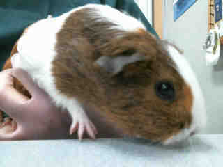 Adopt Winnie A158733 a Guinea Pig