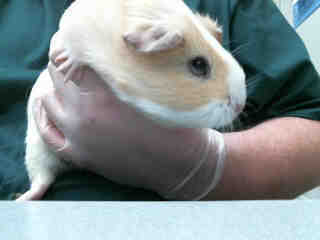 Adopt Pearl A158734 a Guinea Pig
