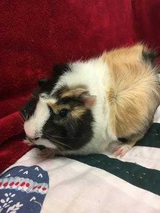Adopt Roman a White Guinea Pig / Guinea Pig / Mixed small animal in Maumee