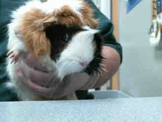 Adopt Penelope A158731 a Guinea Pig