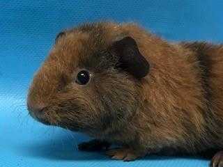 Adopt Ricky a Orange Guinea Pig / Mixed (short coat) small animal in Woodbury