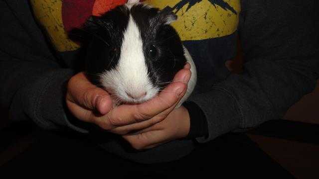 Adopt MOMMA a Black Guinea Pig / Mixed small animal in Denver, CO (24691901)