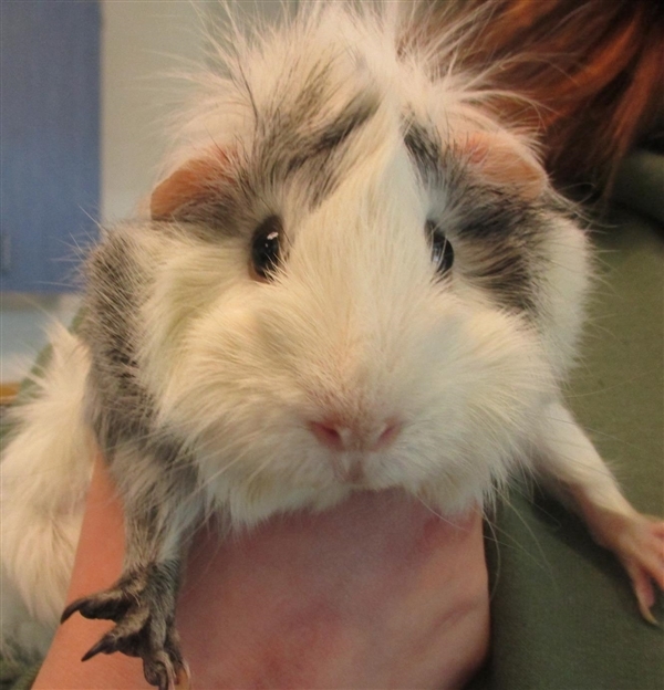 Adopt Marble a Guinea Pig