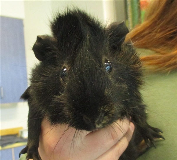 Adopt Emily a Guinea Pig